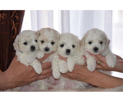 Curly bichon puppies   - 1