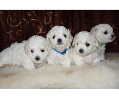Curly bichon puppies   | free-classifieds.co.uk - 2