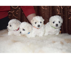 Curly bichon puppies   - 3