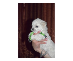 Curly bichon puppies   | free-classifieds.co.uk - 4