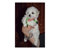Curly bichon puppies   | free-classifieds.co.uk - 5