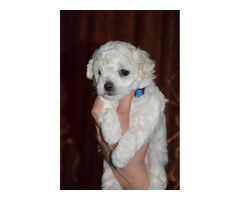 Curly bichon puppies   | free-classifieds.co.uk - 6