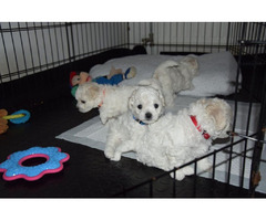 Curly bichon puppies   | free-classifieds.co.uk - 7