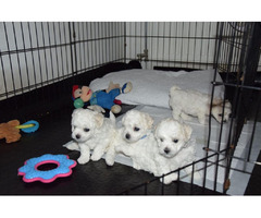 Curly bichon puppies   | free-classifieds.co.uk - 8