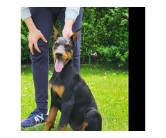 Doberman puppies   | free-classifieds.co.uk - 1