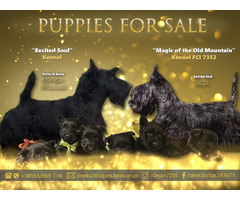 Scottish terrier   | free-classifieds.co.uk - 1