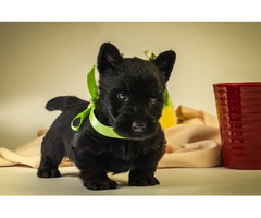 Scottish terrier   | free-classifieds.co.uk - 3