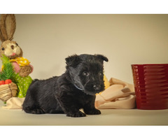 Scottish terrier   | free-classifieds.co.uk - 4