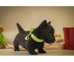 Scottish terrier   | free-classifieds.co.uk - 5