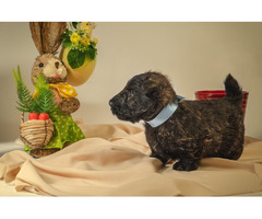 Scottish terrier   | free-classifieds.co.uk - 8