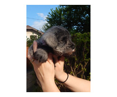 Miniature schnauzer, puppies  | free-classifieds.co.uk - 4