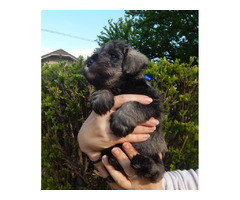 Miniature schnauzer, puppies  - 7