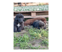 Newfoundland (Newfoundland) puppies | free-classifieds.co.uk - 1