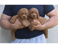 Red miniature poodle   | free-classifieds.co.uk - 1