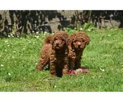 Red miniature poodle   | free-classifieds.co.uk - 2