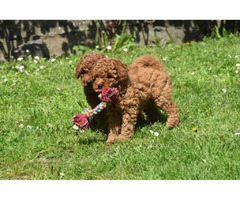 Red miniature poodle   | free-classifieds.co.uk - 3