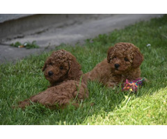 Red miniature poodle   | free-classifieds.co.uk - 4