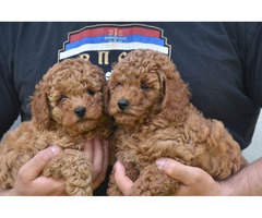 Red miniature poodle   | free-classifieds.co.uk - 5
