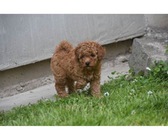 Red miniature poodle   | free-classifieds.co.uk - 6
