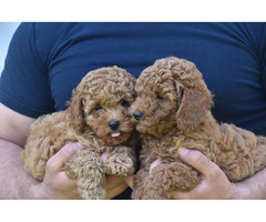 Red miniature poodle   | free-classifieds.co.uk - 7