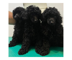 Black miniature poodle   | free-classifieds.co.uk - 1
