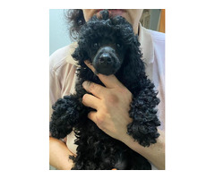 Black miniature poodle   | free-classifieds.co.uk - 3