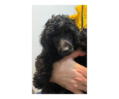 Black miniature poodle   | free-classifieds.co.uk - 4