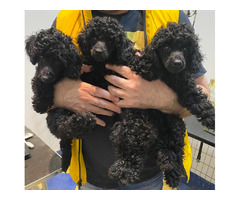 Black miniature poodle   | free-classifieds.co.uk - 6