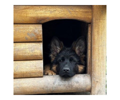 German Shepherd Dog  | free-classifieds.co.uk - 3