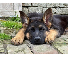 German Shepherd Dog  | free-classifieds.co.uk - 5