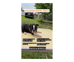 Boston terrier  | free-classifieds.co.uk - 1