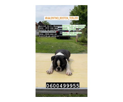 Boston terrier  | free-classifieds.co.uk - 2