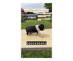 Boston terrier  | free-classifieds.co.uk - 6