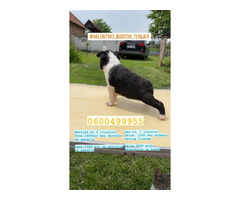 Boston terrier  | free-classifieds.co.uk - 7