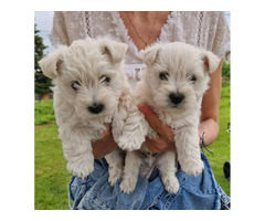 Westie terrier  | free-classifieds.co.uk - 2