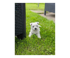 Westie terrier  | free-classifieds.co.uk - 4