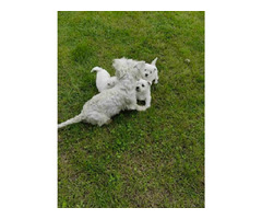 Westie terrier  | free-classifieds.co.uk - 5