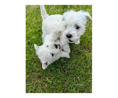 Westie terrier  | free-classifieds.co.uk - 6