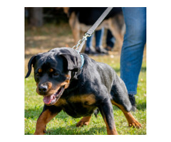 Dog Training Puppy Training in Ashton in Makerfield | free-classifieds.co.uk - 1
