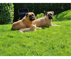 Bullmastiff puppies  | free-classifieds.co.uk - 1