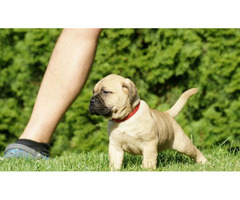 Bullmastiff puppies  | free-classifieds.co.uk - 3