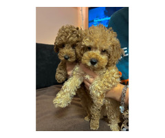 Toy poodle   - 1