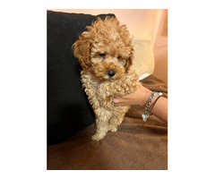 Toy poodle   - 2