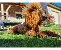 Toy poodle   - 3
