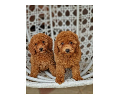 Red and apricot poodle   | free-classifieds.co.uk - 1
