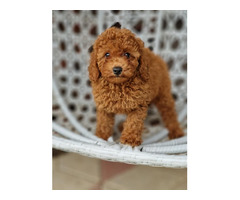 Red and apricot poodle   | free-classifieds.co.uk - 2