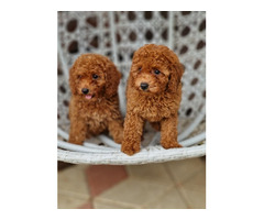 Red and apricot poodle   | free-classifieds.co.uk - 3