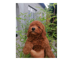 Red and apricot poodle   | free-classifieds.co.uk - 4