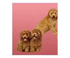 Red and apricot poodle   | free-classifieds.co.uk - 5