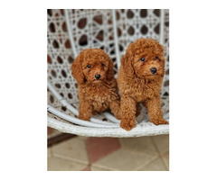 Red and apricot poodle   | free-classifieds.co.uk - 6